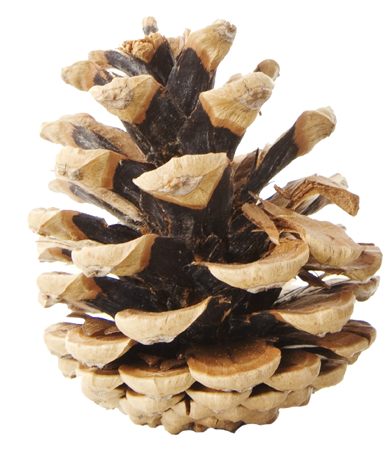 https://forestrockdaynursery.co.uk/wp-content/uploads/2023/08/pine-cones-for-home-page-01.png