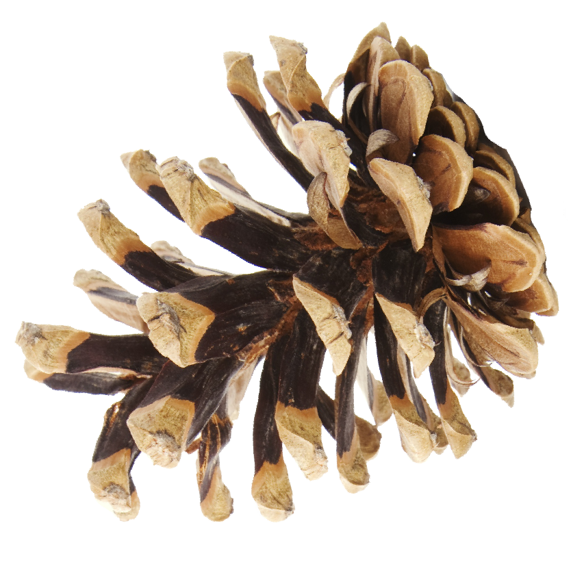 https://forestrockdaynursery.co.uk/wp-content/uploads/2023/08/pine-cones-for-home-page-02.png